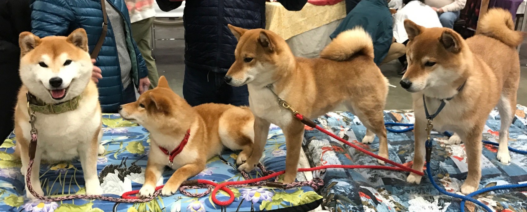 Farrah, Kiku, Trillium, and Eli